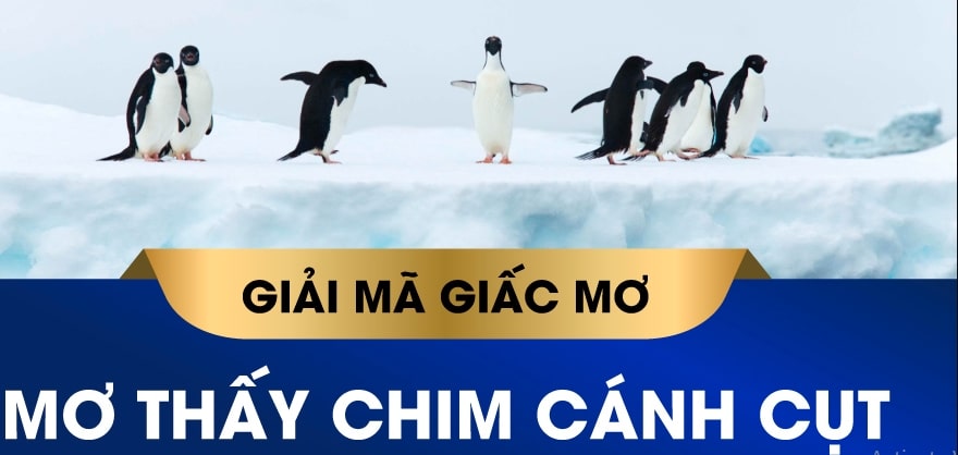 Giải mã giấc mơ chim cánh cụt và những bộ số may mắn nhất 2 Chiêm bao thấy chim cánh cụt là điềm báo gì?